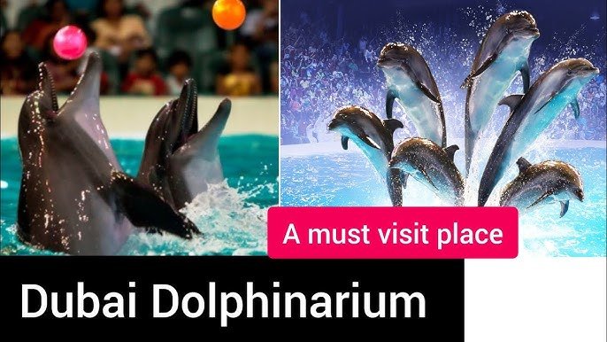 Meet the Dolphins: Dubai Dolphinarium Tickets